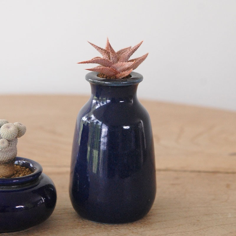 succulent x bule antique イギリスジャー