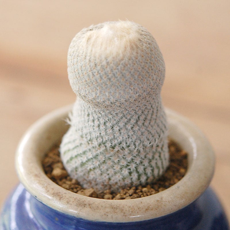 succulent x bule antique イギリスジャー