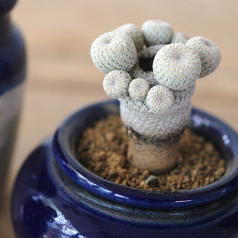 succulent x bule antique イギリスジャー
