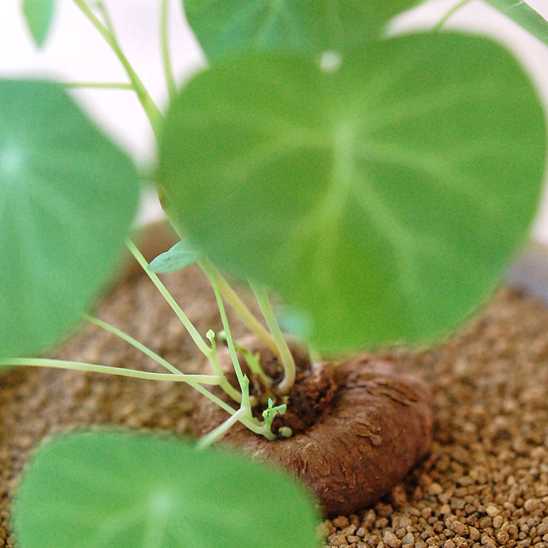 Stephania エレクタ x antique ブラウンポット