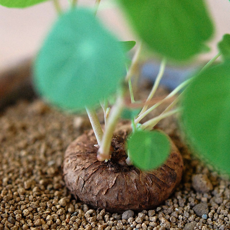 Stephania エレクタ x antique ブラウンポット