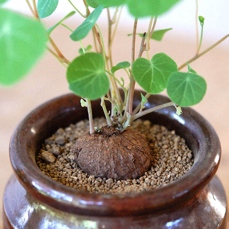 Stephania エレクタ x antique ブラウンポット