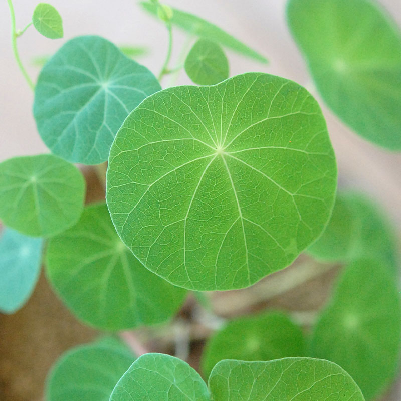 Stephania エレクタ x antique ブラウンポット