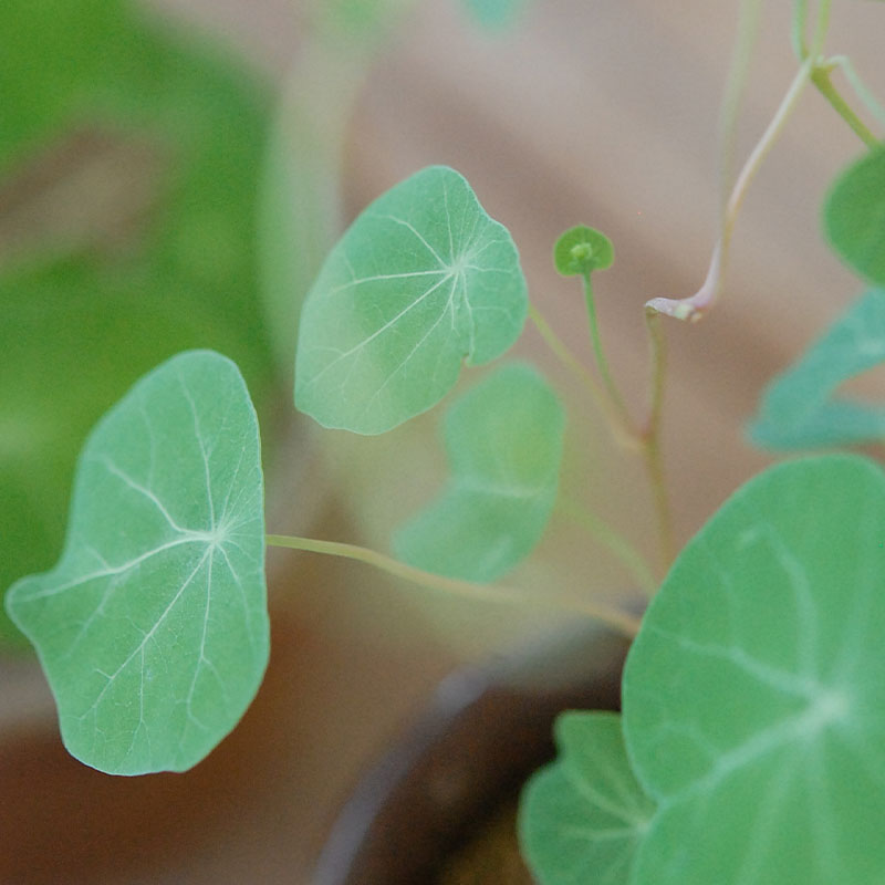 Stephania エレクタ x antique ブラウンポット