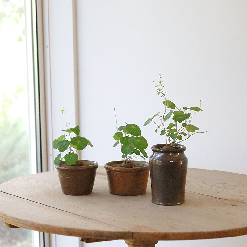 Stephania エレクタ x antique ブラウンポット