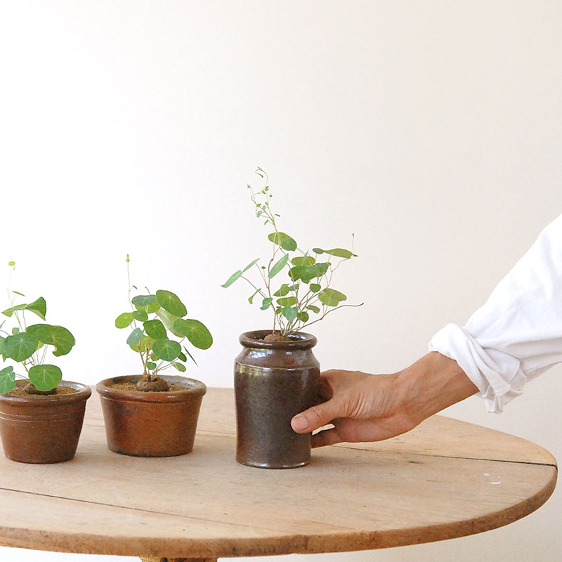 Stephania エレクタ x antique ブラウンポット