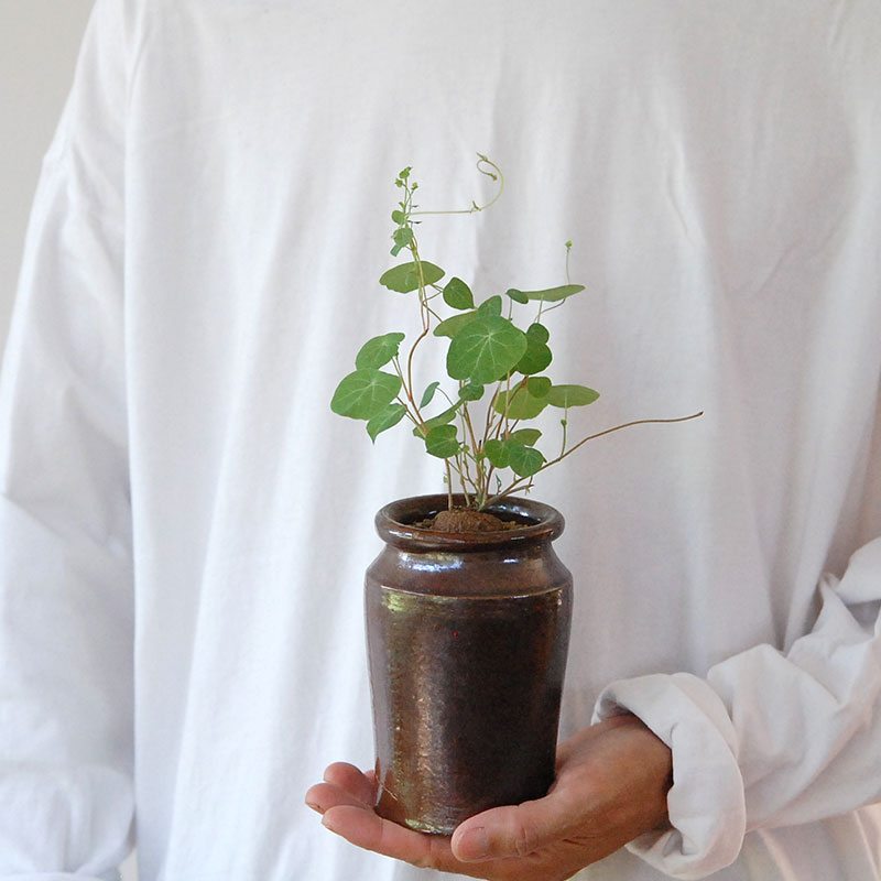 Stephania エレクタ x antique ブラウンポット