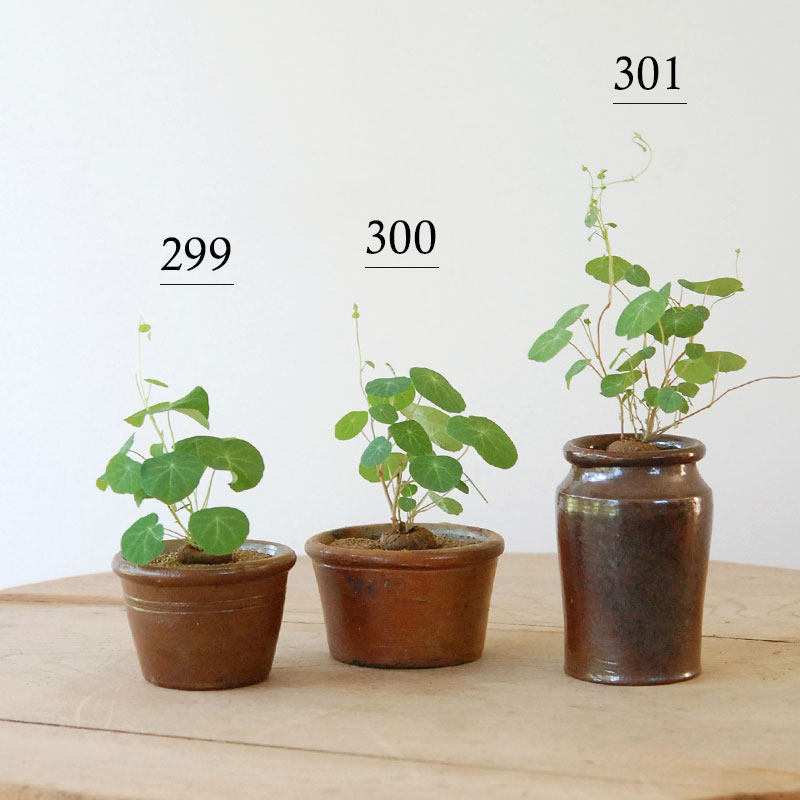 Stephania エレクタ x antique ブラウンポット