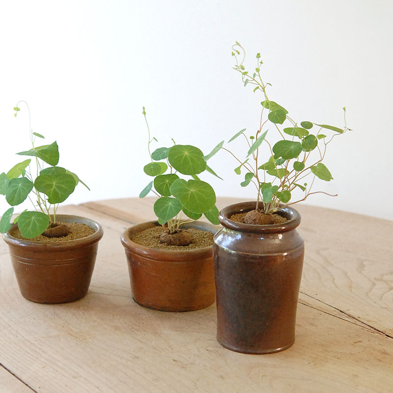 Stephania エレクタ x antique ブラウンポット