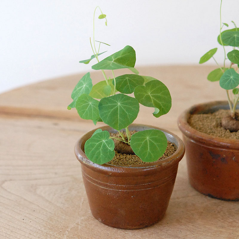 Stephania エレクタ x antique ブラウンポット