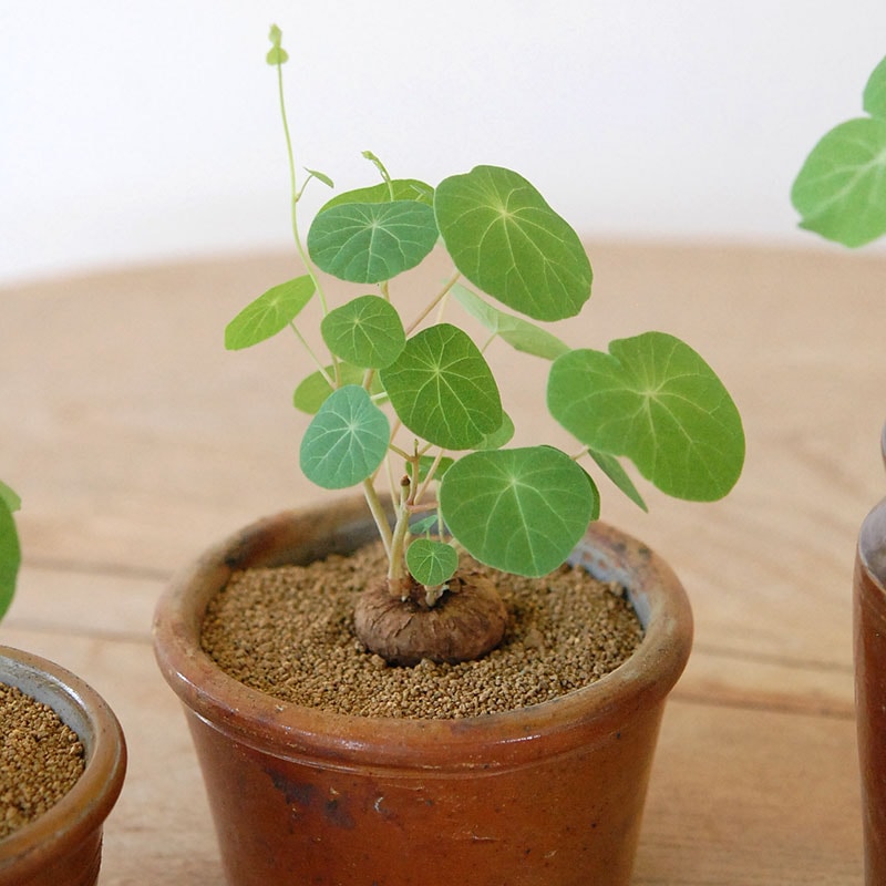 Stephania エレクタ x antique ブラウンポット