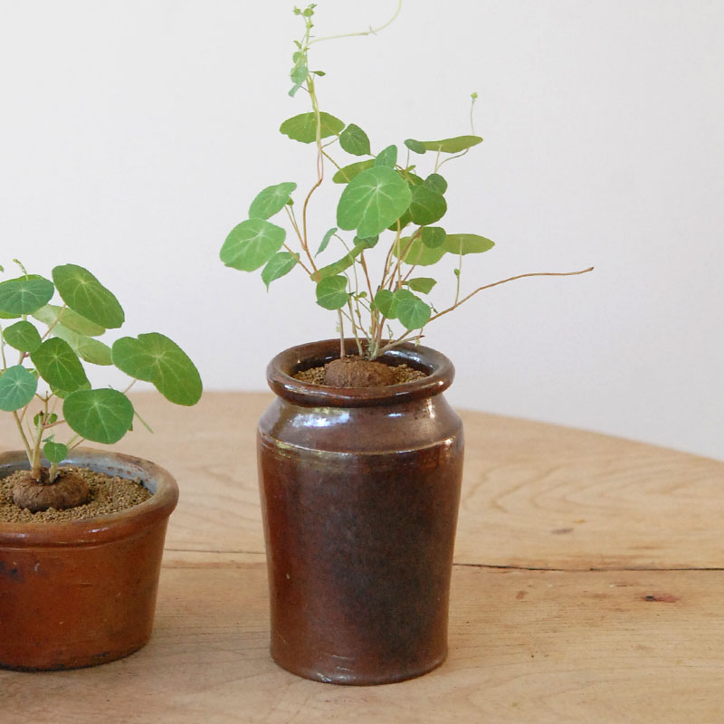 Stephania エレクタ x antique ブラウンポット