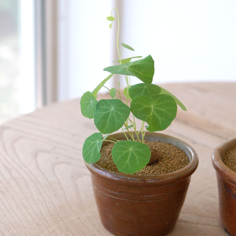 Stephania エレクタ x antique ブラウンポット