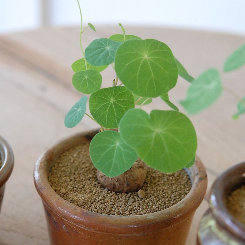 Stephania エレクタ x antique ブラウンポット