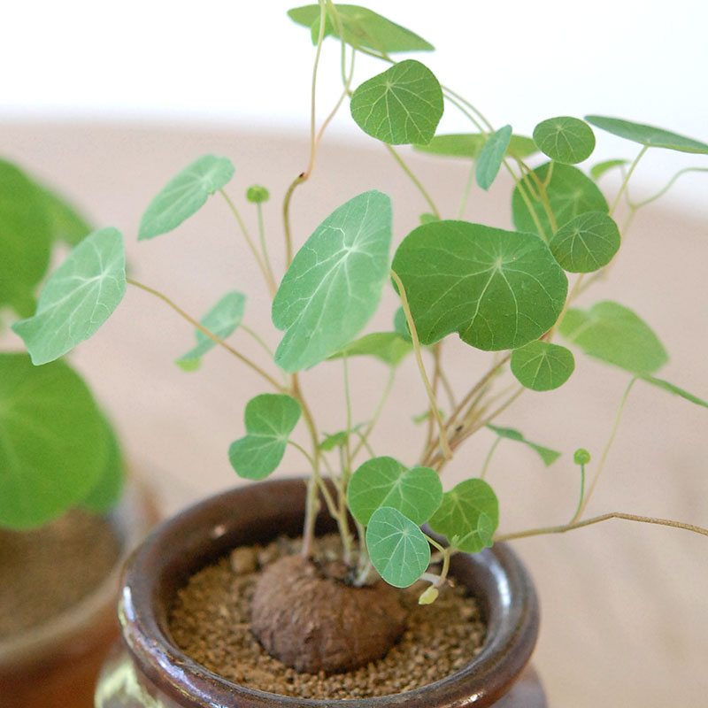 Stephania エレクタ x antique ブラウンポット