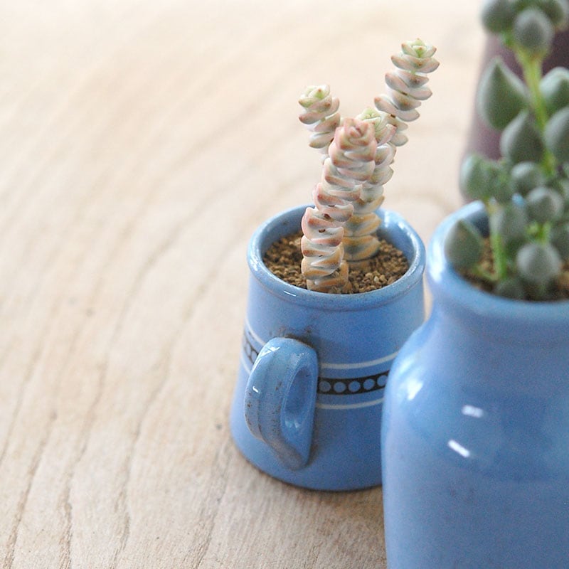 succulent x bule antique イギリスジャー