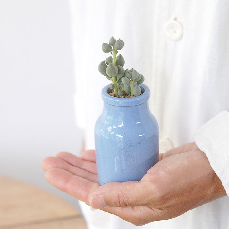 succulent x bule antique イギリスジャー