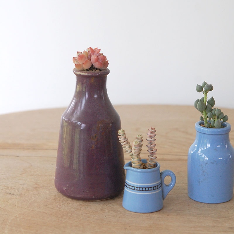succulent x bule antique イギリスジャー