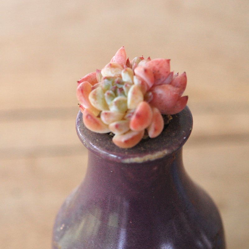 succulent x bule antique イギリスジャー