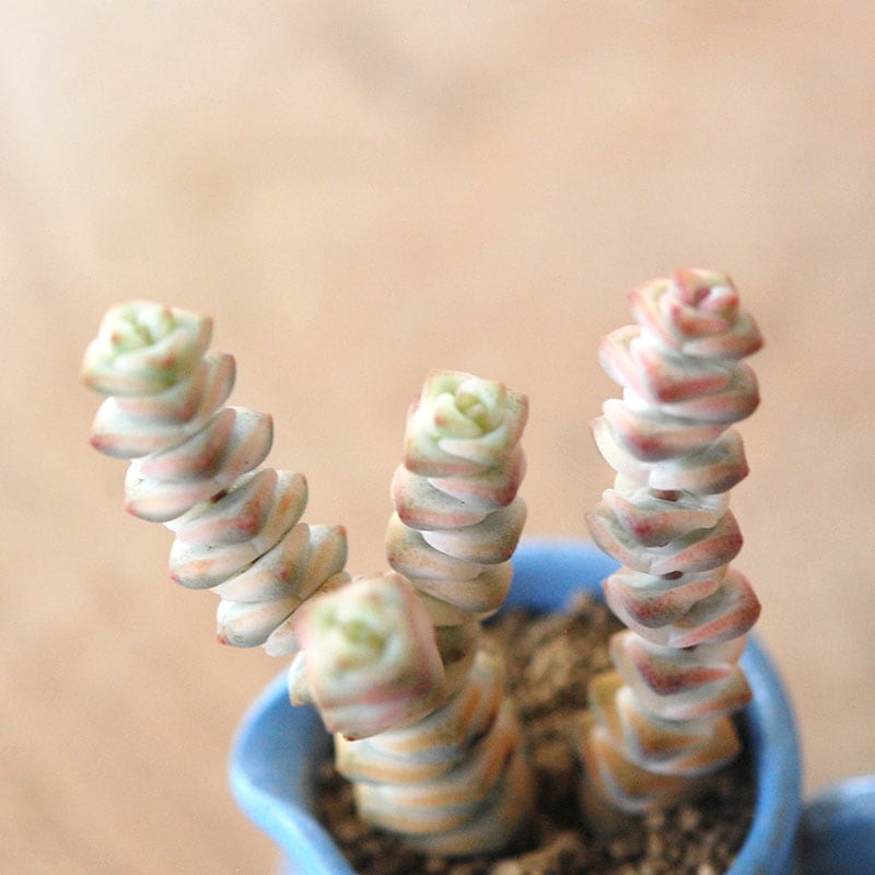 succulent x bule antique イギリスジャー