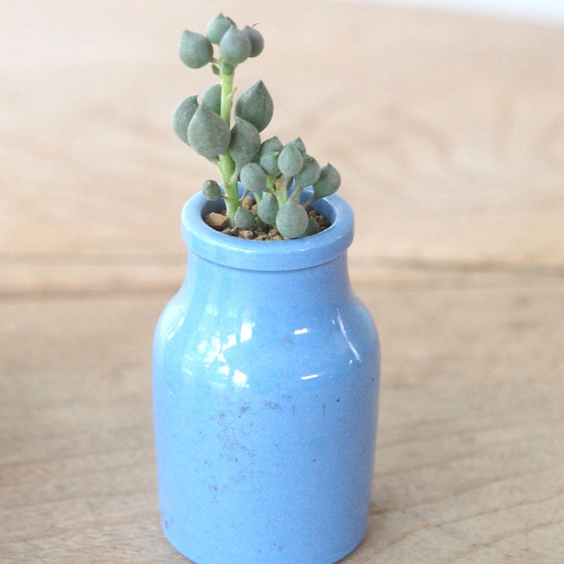 succulent x bule antique イギリスジャー