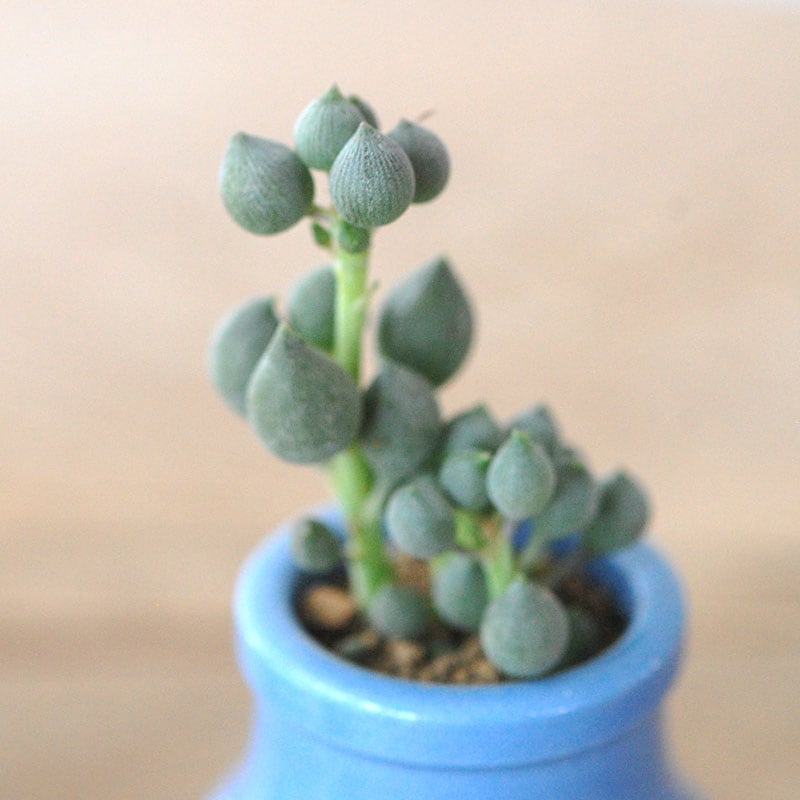 succulent x bule antique イギリスジャー