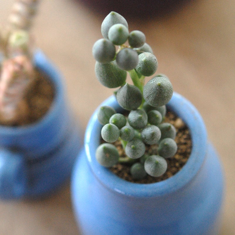 succulent x bule antique イギリスジャー
