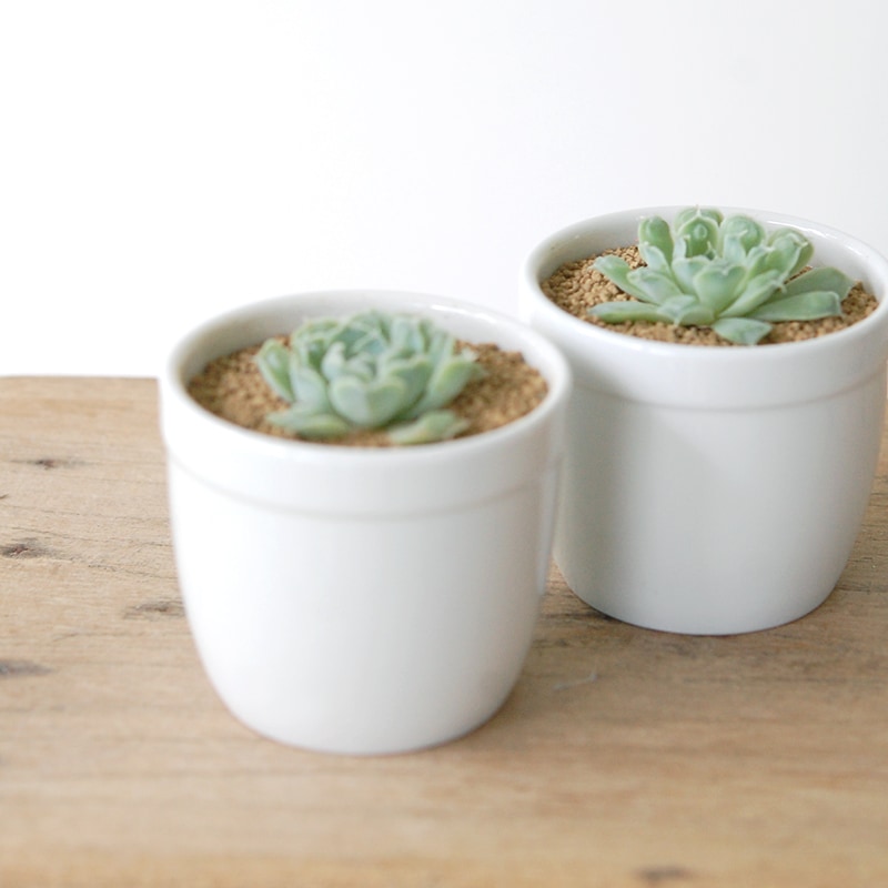 Echeveria ハートチョイス x antique pot