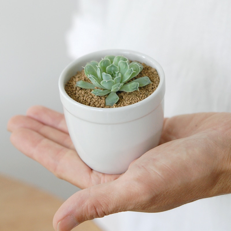 Echeveria ハートチョイス x antique pot