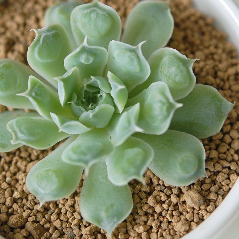 Echeveria ハートチョイス x antique pot