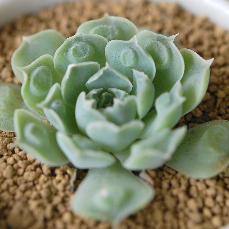 Echeveria ハートチョイス x antique pot