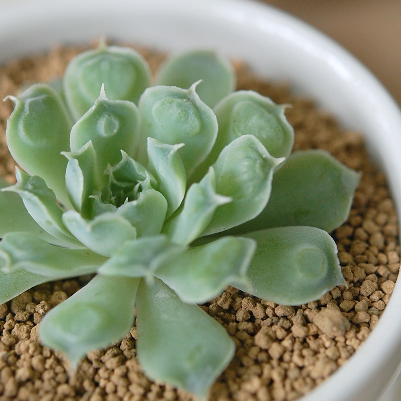 Echeveria ハートチョイス x antique pot