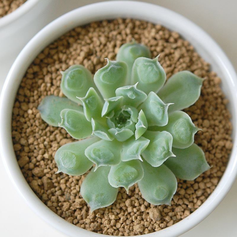 Echeveria ハートチョイス x antique pot