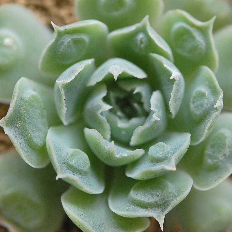 Echeveria ハートチョイス x antique pot