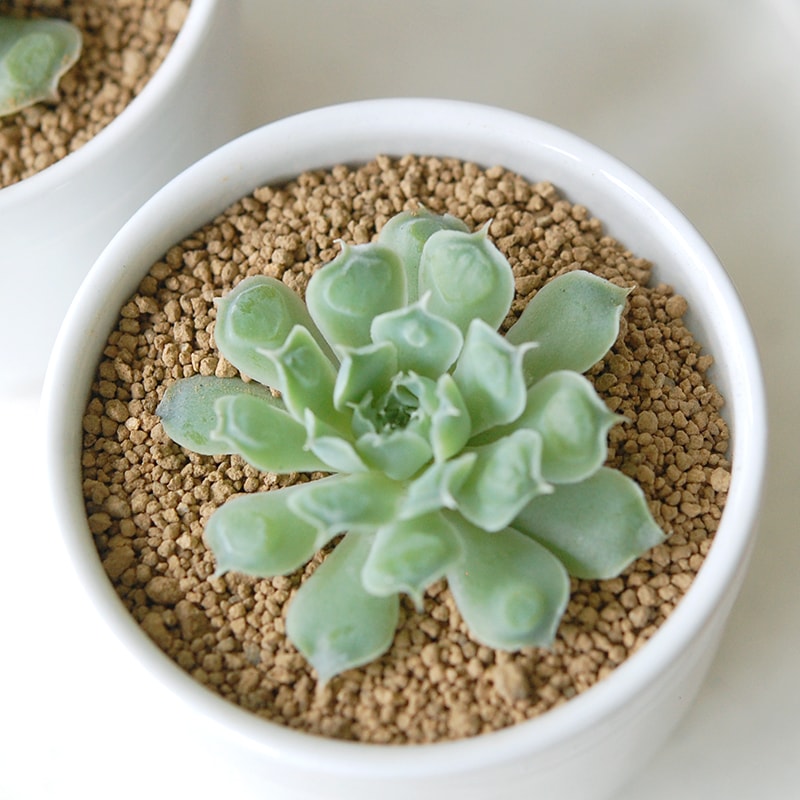 Echeveria ハートチョイス x antique pot