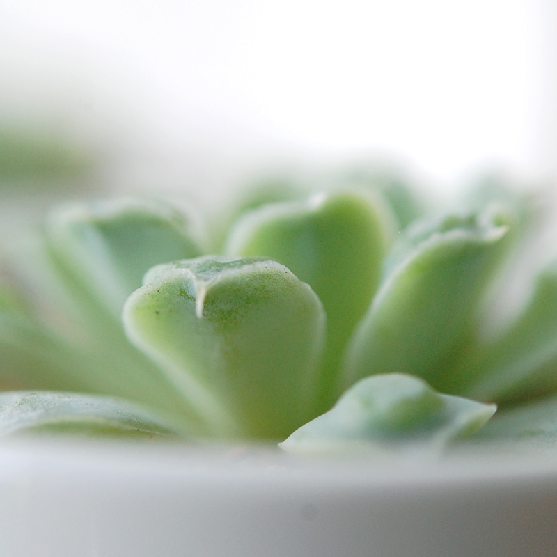 Echeveria ハートチョイス x antique pot