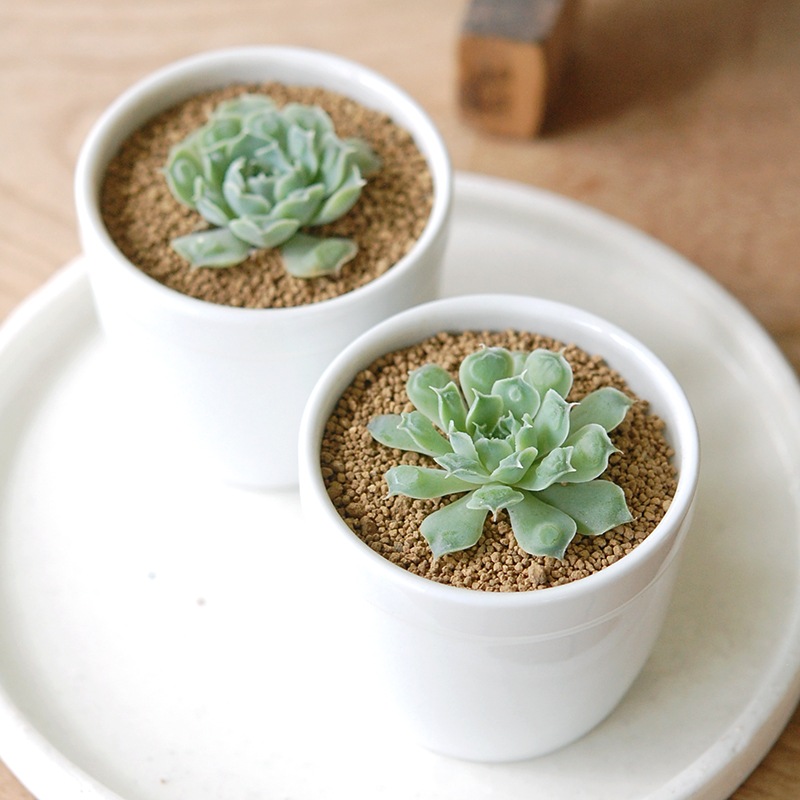 Echeveria ハートチョイス x antique pot