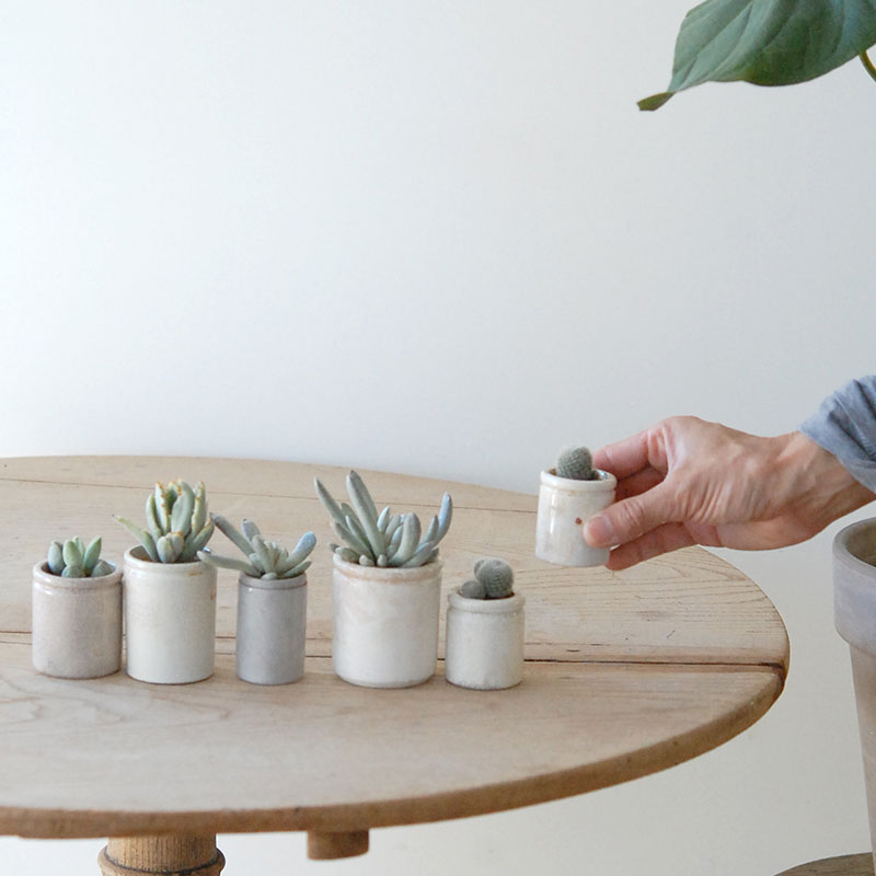 succulent x ageing pot