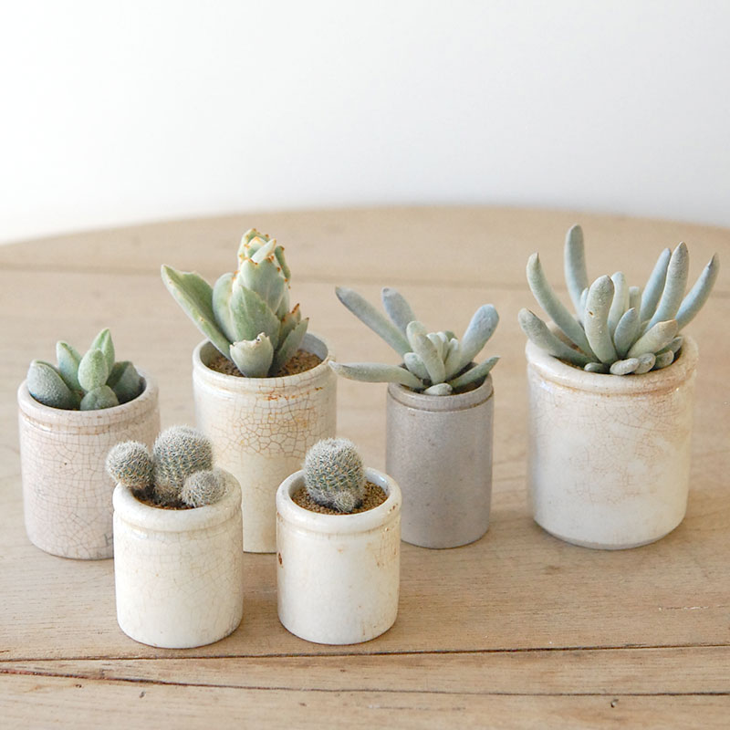 succulent x ageing pot