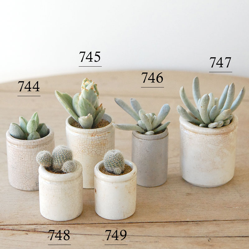 succulent x ageing pot