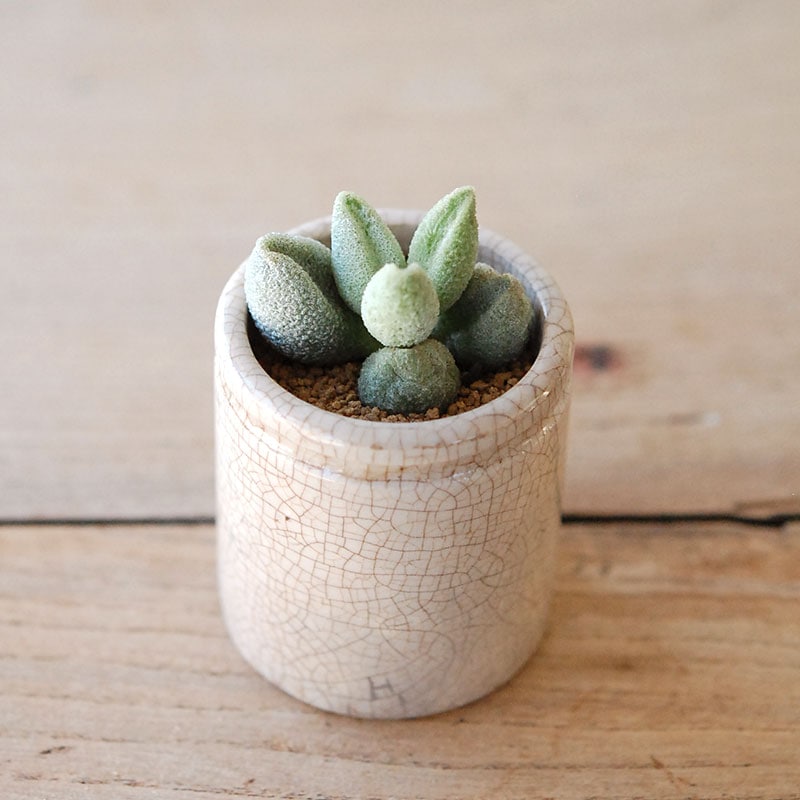 succulent x ageing pot