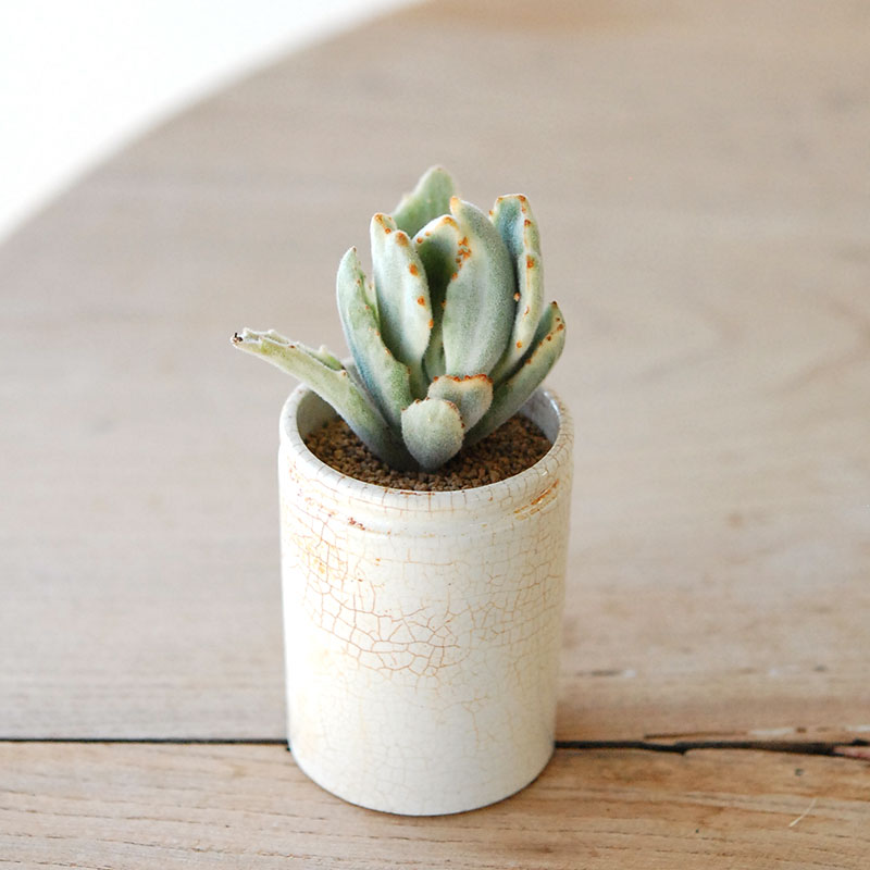 succulent x ageing pot