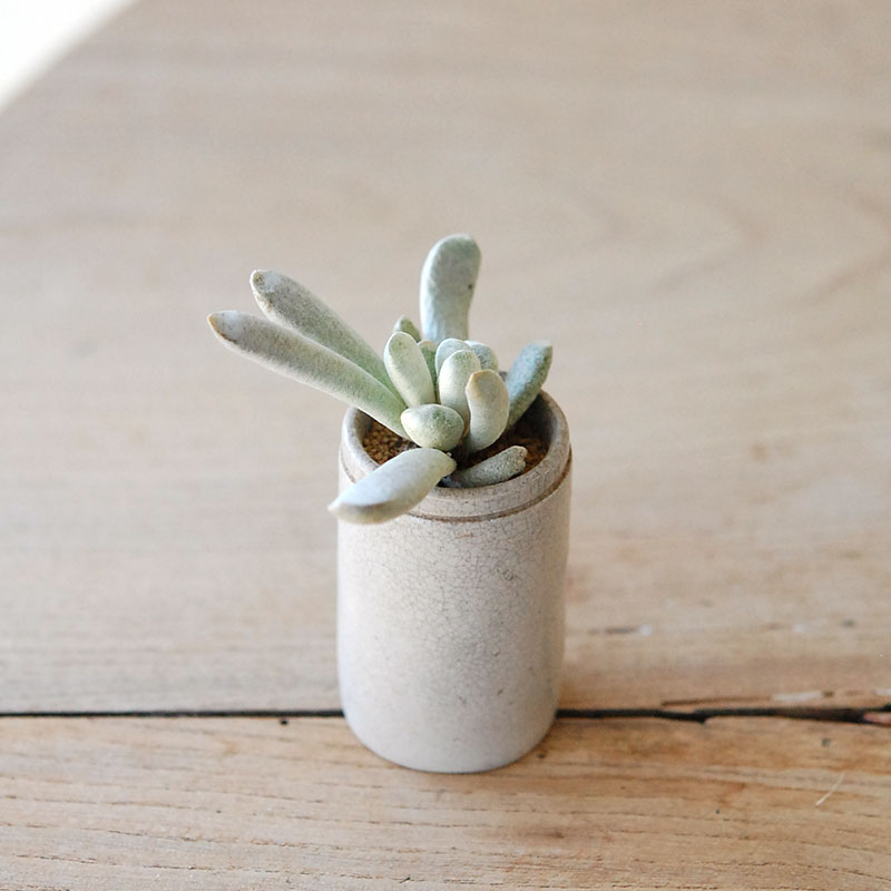 succulent x ageing pot