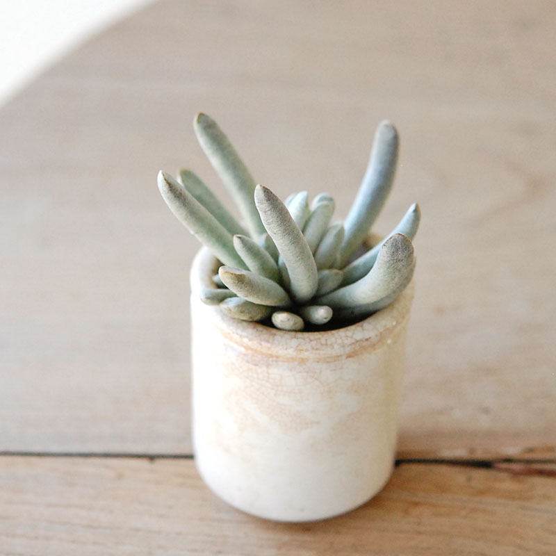 succulent x ageing pot