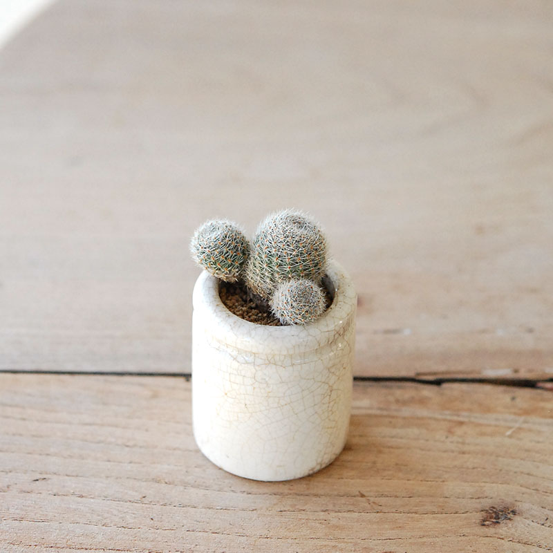 succulent x ageing pot