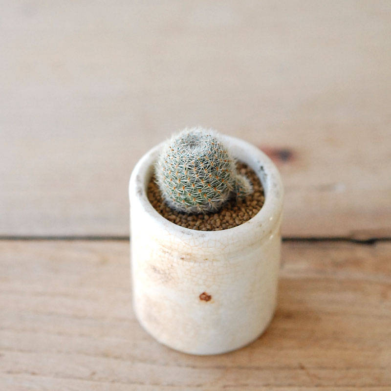 succulent x ageing pot