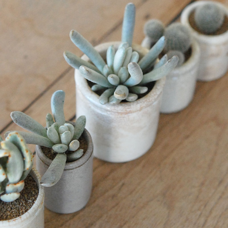 succulent x ageing pot