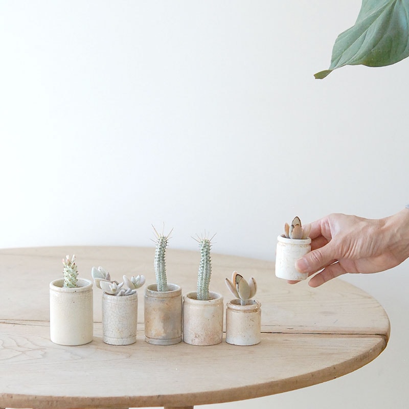 succulent x ageing pot