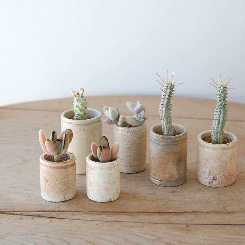 succulent x ageing pot