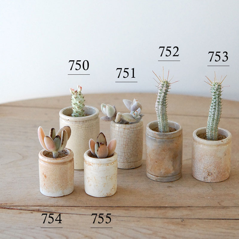 succulent x ageing pot